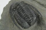 Detailed Cornuproetus Trilobite Fossil - Morocco #222467-2
